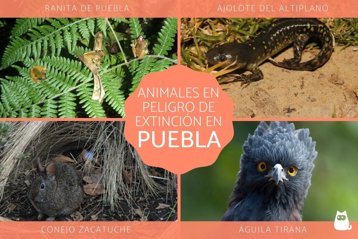 Animales en peligro de extinción en Puebla