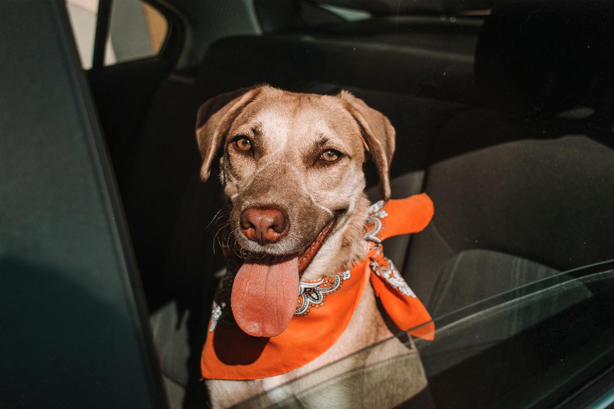 Guía para transportar animales de compañía