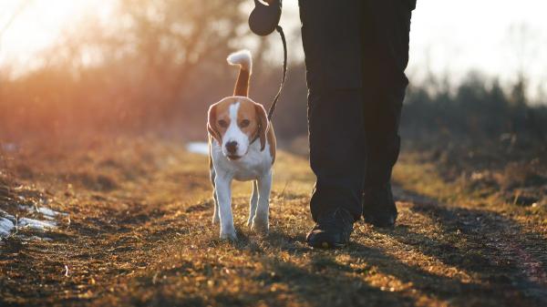España supera los 15 millones de mascotas: ya hay más animales de compañía que jóvenes menores de 30 años - Las razones que explican el auge de las mascotas en España