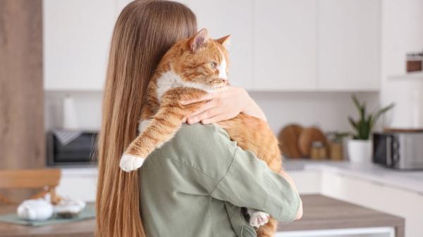 España supera los 15 millones de mascotas: ya hay más animales de compañía que jóvenes menores de 30 años - Los datos reflejan un cambio profundo en los hogares españoles