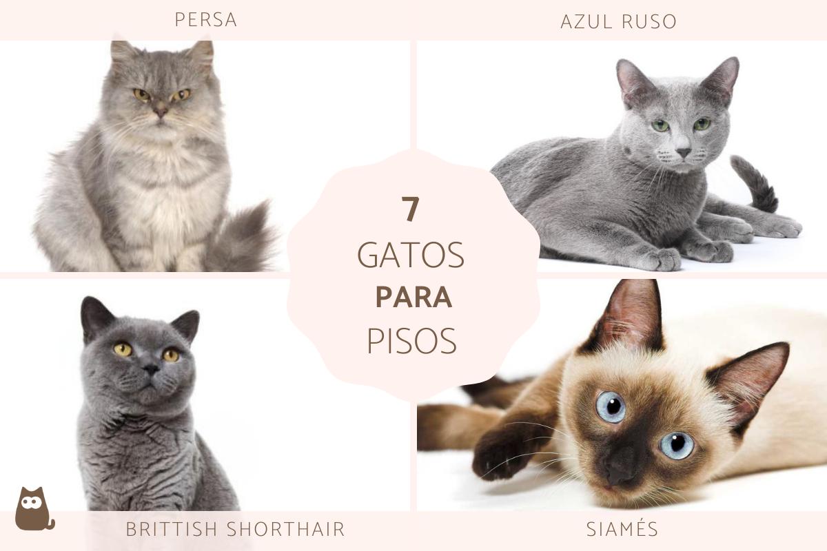 Los mejores gatos para tener en un piso