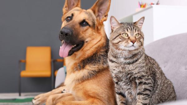 España supera los 15 millones de mascotas: ya hay más animales de compañía que jóvenes menores de 30 años - Más animales de compañía también implica más responsabilidad social