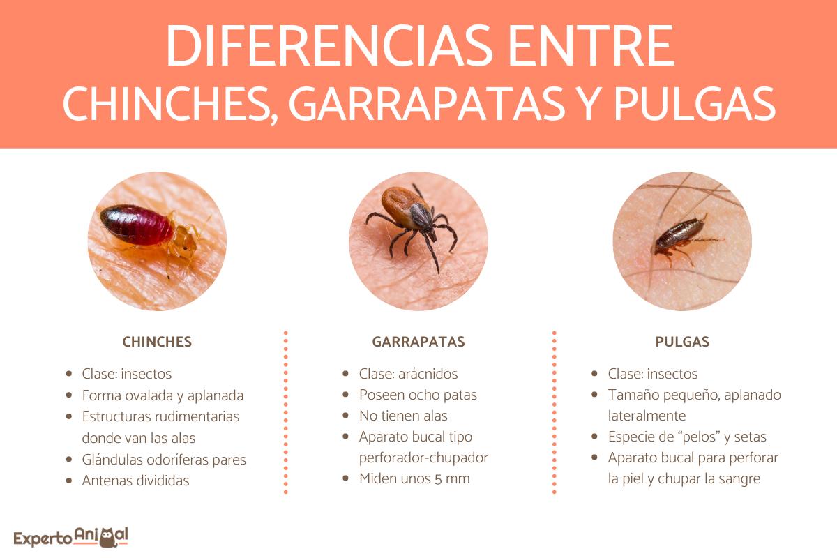 Diferencias entre chinches, garrapatas y pulgas