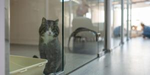 Las protectoras están al límite por el abandono de gatitos en verano: “No tenemos espacio y dependemos de las casas de acogida”