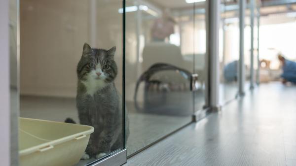 Las protectoras están al límite por el abandono de gatitos en verano: “No tenemos espacio y dependemos de las casas de acogida”