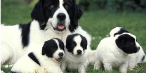 ¿Cuánto tarda un perro en olvidar a su madre?