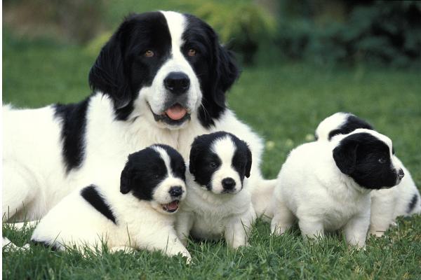 ¿Cuánto tarda un perro en olvidar a su madre?