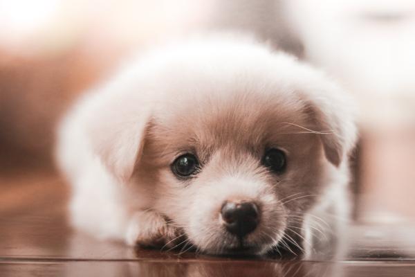 ¿Cuánto tarda un perro en olvidar a su madre? - ¿Cuánto tardan los perros en olvidar a su madre?