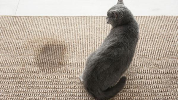 La pequeña diferencia entre un gato que marca territorio y uno que tiene un problema urinario: “La postura al orinar es diferente” - Dónde orina un gato revela si está marcando o tiene un problema urinario