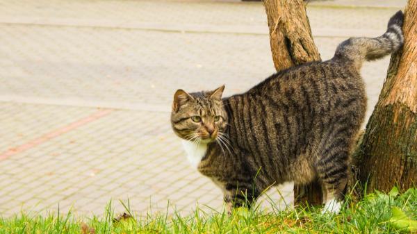 La pequeña diferencia entre un gato que marca territorio y uno que tiene un problema urinario: “La postura al orinar es diferente” - El marcaje con orina es un comportamiento natural de los gatos 