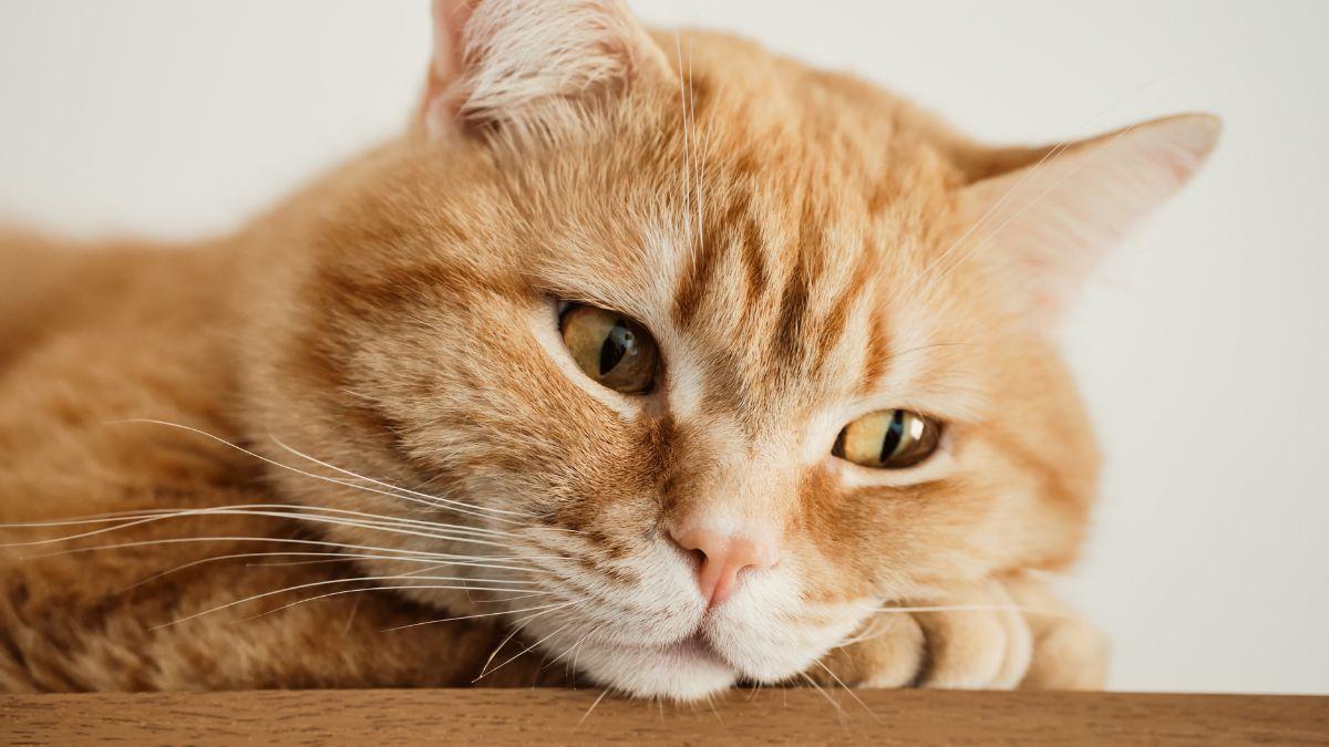La pequeña diferencia entre un gato que marca territorio y uno que tiene un problema urinario: “La postura al orinar es diferente”