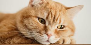 La pequeña diferencia entre un gato que marca territorio y uno que tiene un problema urinario: “La postura al orinar es diferente”