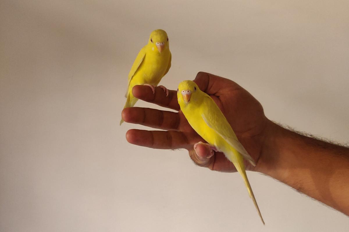 ¿Los canarios reconocen a sus dueños?