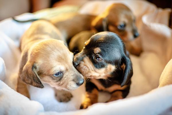 ¿Cuánto tarda un perro en olvidar a su madre? - ¿Los perros reconocen a su madre?