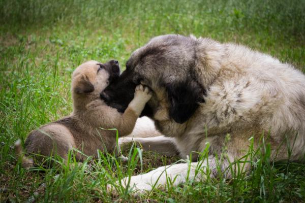 ¿Cuánto tarda un perro en olvidar a su madre? - ¿Los perros recuerdan a su madre?