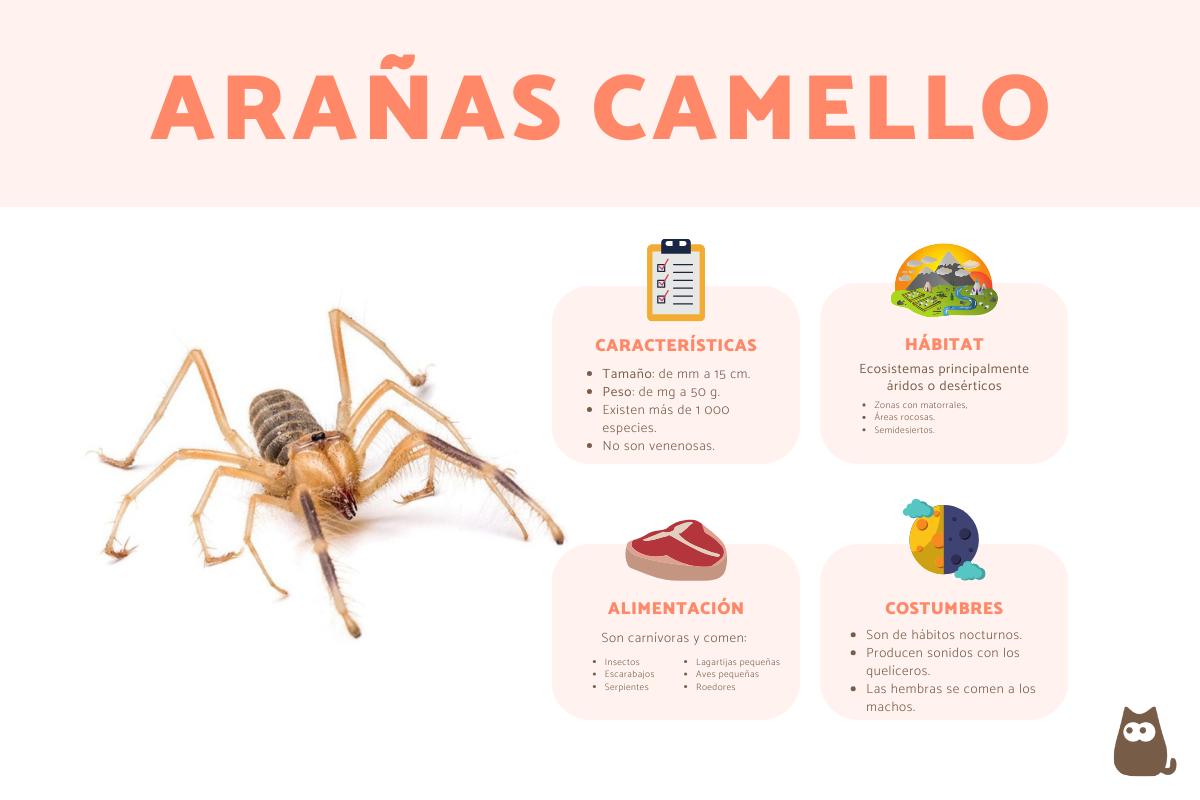 Arañas camello - Características y picadura