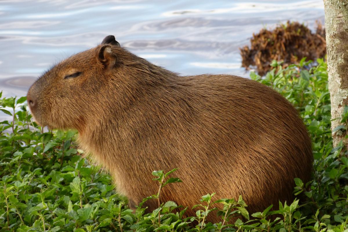 ¿Cuánto vive un capibara?