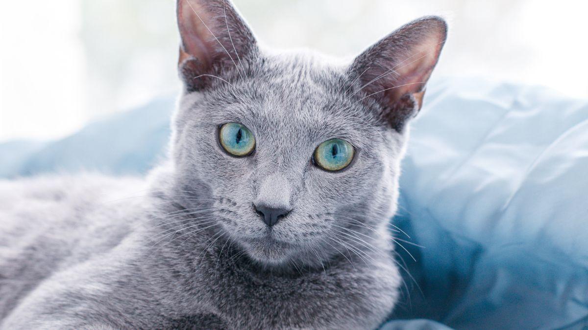 Carlos Gutiérrez, veterinario: “El gato azul ruso segrega menos cantidad de la proteína responsable de la alergia y por eso se considera hipoalergénico”