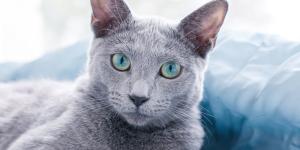 Carlos Gutiérrez, veterinario: “El gato azul ruso segrega menos cantidad de la proteína responsable de la alergia y por eso se considera hipoalergénico”