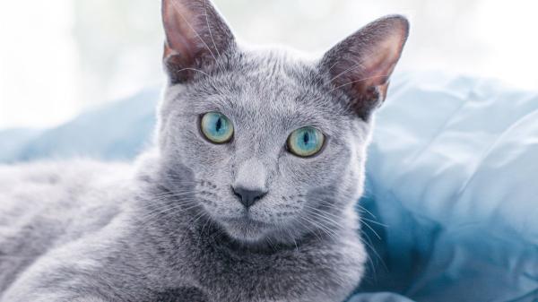 Carlos Gutiérrez, veterinario: “El gato azul ruso segrega menos cantidad de la proteína responsable de la alergia y por eso se considera hipoalergénico”