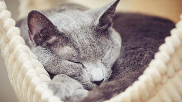 Carlos Gutiérrez, veterinario: “El gato azul ruso segrega menos cantidad de la proteína responsable de la alergia y por eso se considera hipoalergénico” - La proteína Fel d 1 es la principal responsable de las alergias a los gatos