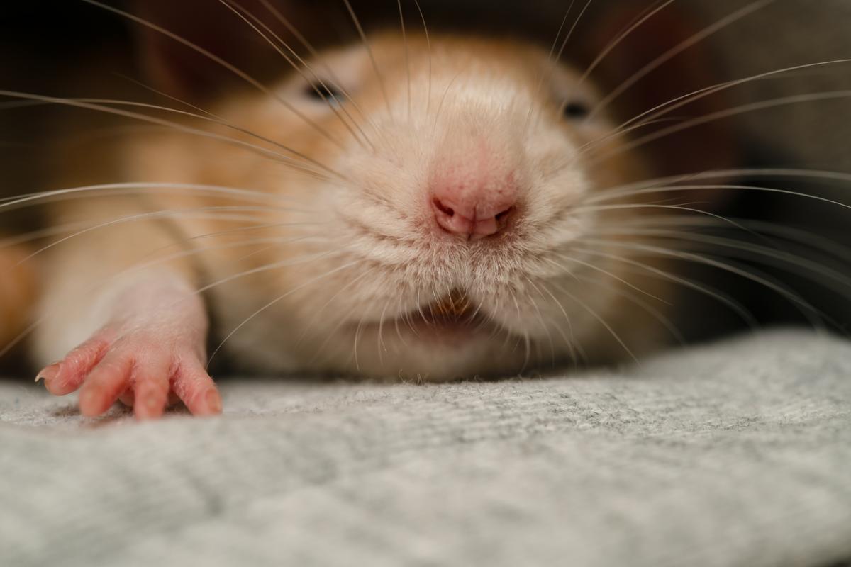 ¿Por qué mi rata no se mueve?