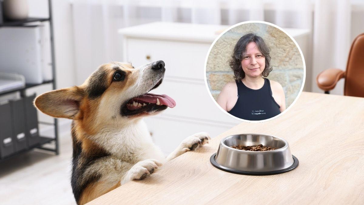 Este suplemento natural se usa cada vez más en perros y María Besteiros, experta en bienestar animal, revela su utilidad real: "Puede mejorar la salud de tu perro si se usa correctamente"