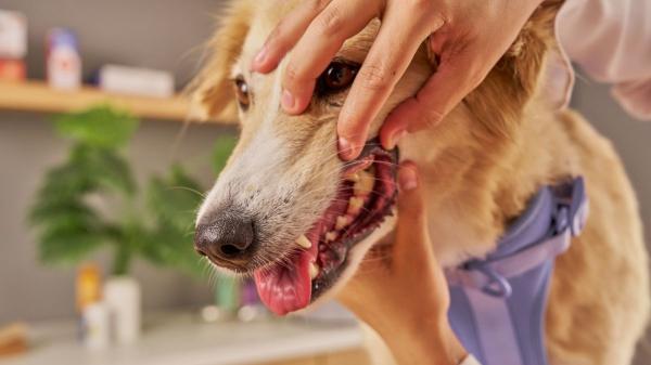 Este suplemento natural se usa cada vez más en perros y María Besteiros, experta en bienestar animal, revela su utilidad real: "Puede mejorar la salud de tu perro si se usa correctamente" - ¿Por qué los expertos recomiendan este suplemento natural para los perros?