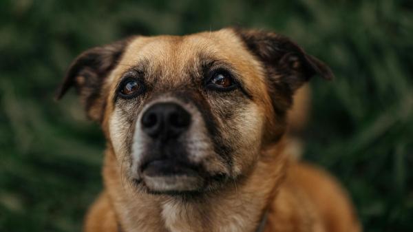 Este suplemento natural se usa cada vez más en perros y María Besteiros, experta en bienestar animal, revela su utilidad real: "Puede mejorar la salud de tu perro si se usa correctamente" - Señales de que tu perro podría beneficiarse de este suplemento