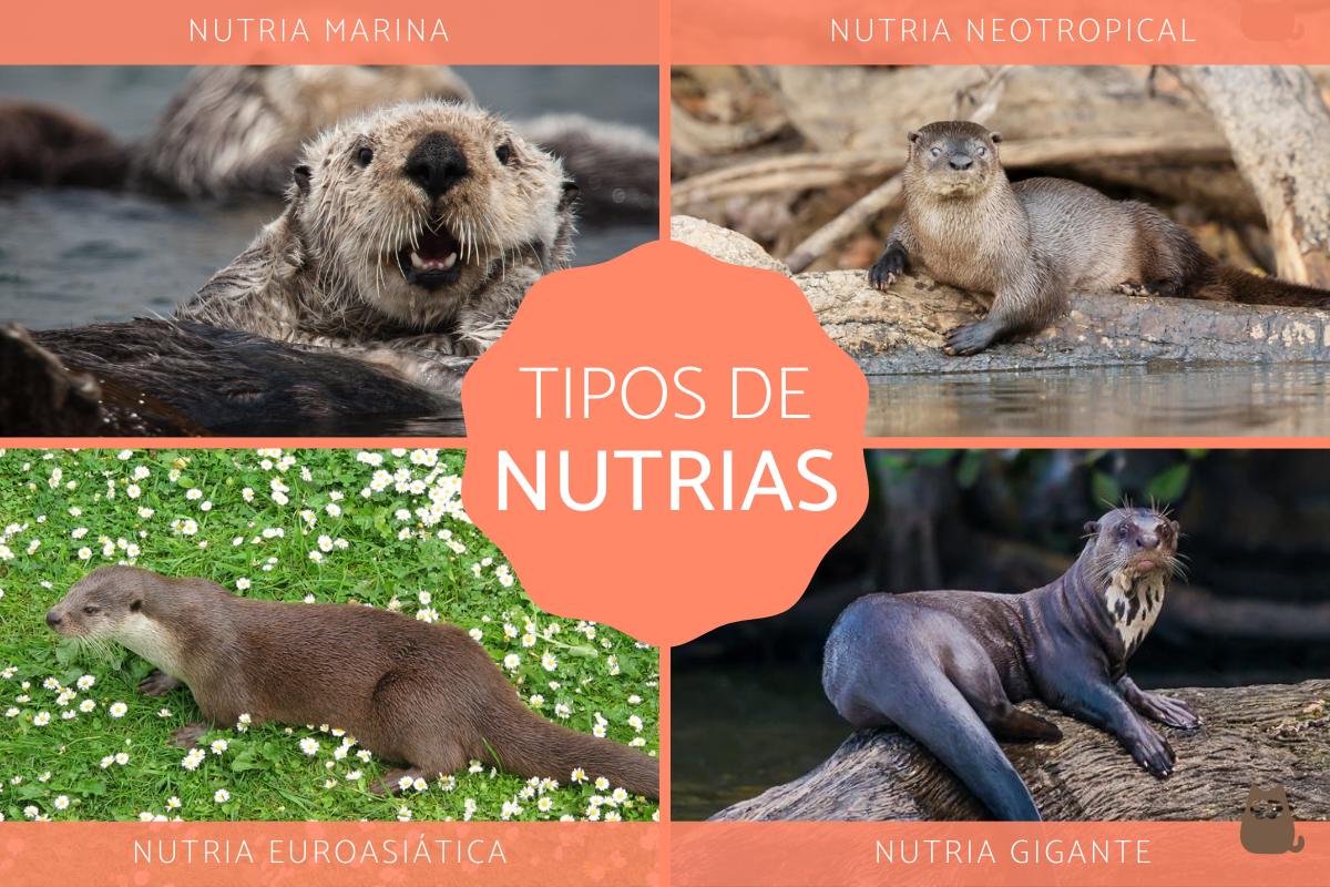 Tipos de nutrias