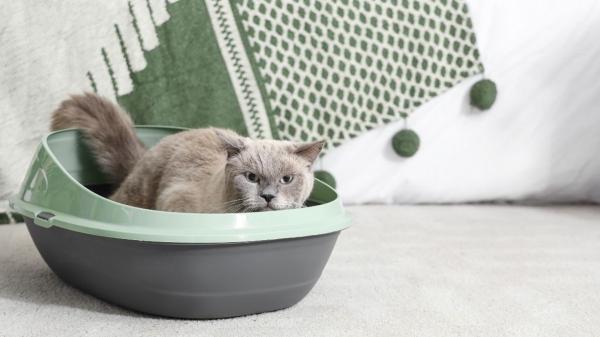 Cuánto cuesta tener un gato en España en 2026: el presupuesto real que muchos tutores subestiman - Arenero y arena: el gasto mensual silencioso que nadie suma