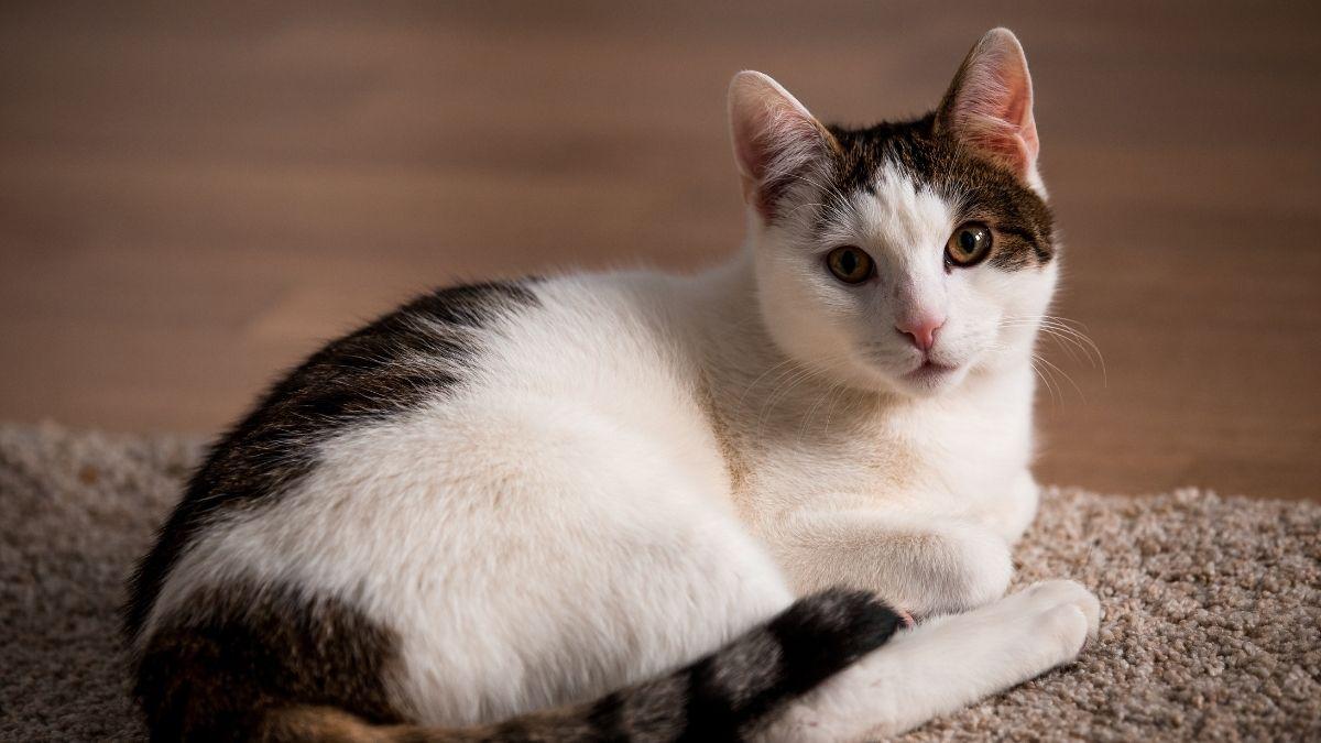 Cuánto cuesta tener un gato en España en 2026: el presupuesto real que muchos tutores subestiman