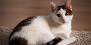 Cuánto cuesta tener un gato en España en 2026: el presupuesto real que muchos tutores subestiman