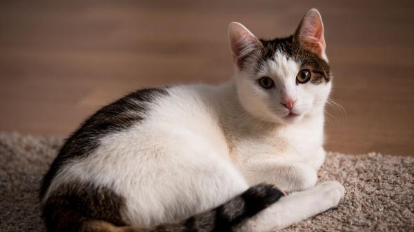 Cuánto cuesta tener un gato en España en 2026: el presupuesto real que muchos tutores subestiman