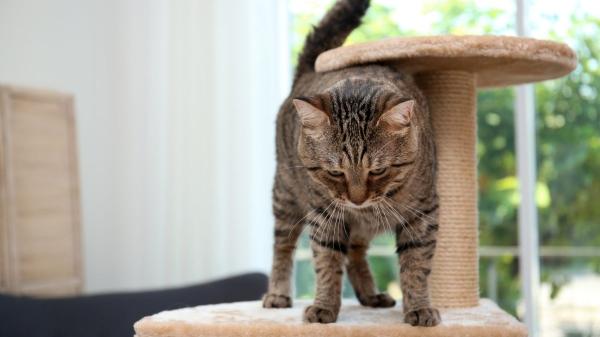 Cuánto cuesta tener un gato en España en 2026: el presupuesto real que muchos tutores subestiman - El presupuesto básico para accesorios y equipamiento inicial que todo gato necesita