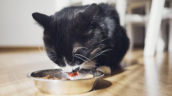 Cuánto cuesta tener un gato en España en 2026: el presupuesto real que muchos tutores subestiman - La alimentación como base del presupuesto