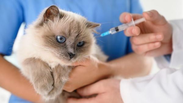 Cuánto cuesta tener un gato en España en 2026: el presupuesto real que muchos tutores subestiman - Salud preventiva y el presupuesto para mantener a un gato sano