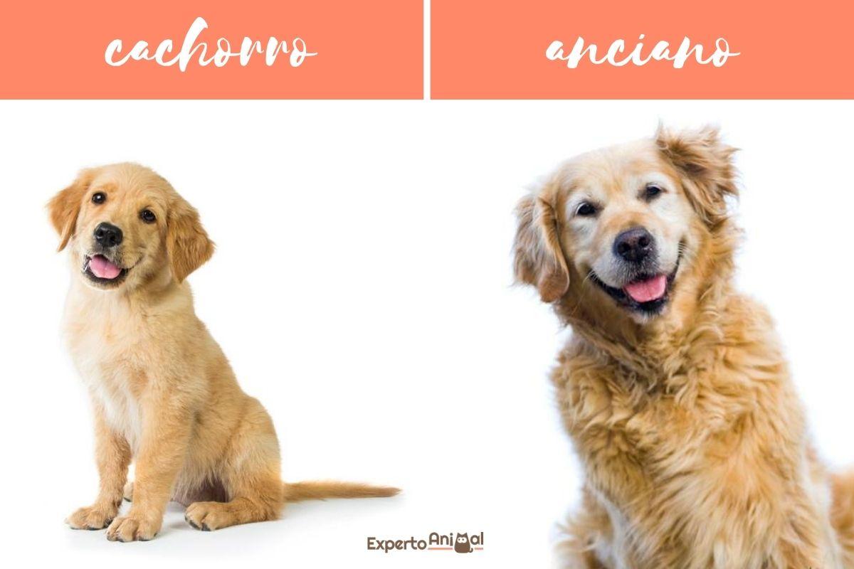 ¿Cómo envejecen los perros?