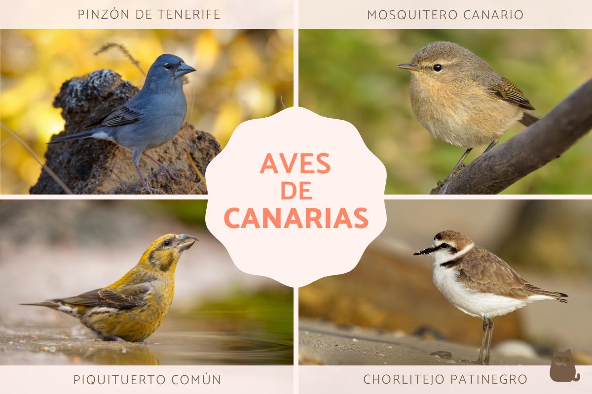 Aves de Canarias