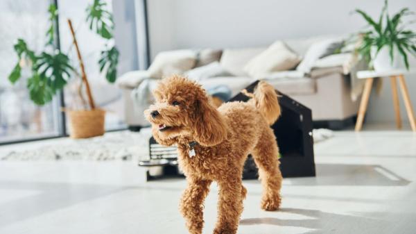 Los expertos lo tienen claro: los perros que viven en casas con paredes y muebles blancos están más nerviosos, por lo que recomiendan combinar colores que puedan distinguir mejor - El motivo por el que las casas completamente blancas pueden alterar a los perros