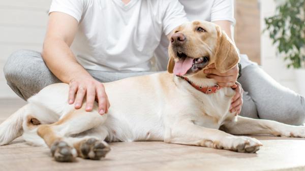 Los expertos lo tienen claro: los perros que viven en casas con paredes y muebles blancos están más nerviosos, por lo que recomiendan combinar colores que puedan distinguir mejor - Lo que dice la ciencia sobre cómo afectan los colores de casa a los perros