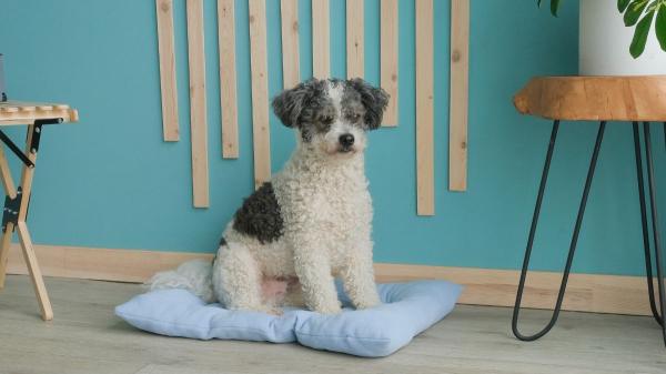Los expertos lo tienen claro: los perros que viven en casas con paredes y muebles blancos están más nerviosos, por lo que recomiendan combinar colores que puedan distinguir mejor - Los colores con los que los perros se sienten más tranquilos