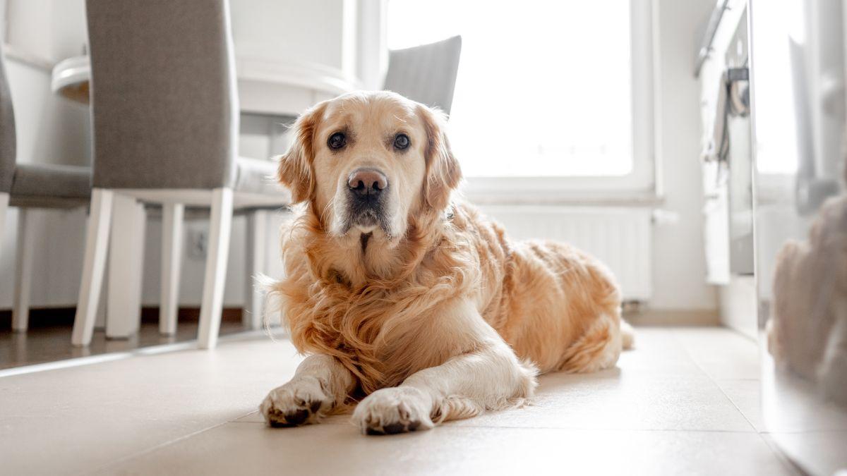 Los expertos lo tienen claro: los perros que viven en casas con paredes y muebles blancos están más nerviosos, por lo que recomiendan combinar colores que puedan distinguir mejor