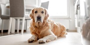 Los expertos lo tienen claro: los perros que viven en casas con paredes y muebles blancos están más nerviosos, por lo que recomiendan combinar colores que puedan distinguir mejor