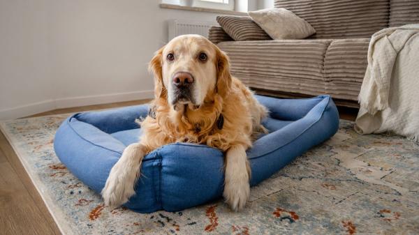 Los expertos lo tienen claro: los perros que viven en casas con paredes y muebles blancos están más nerviosos, por lo que recomiendan combinar colores que puedan distinguir mejor - Recomendaciones de colores y contraste para hogares con perros