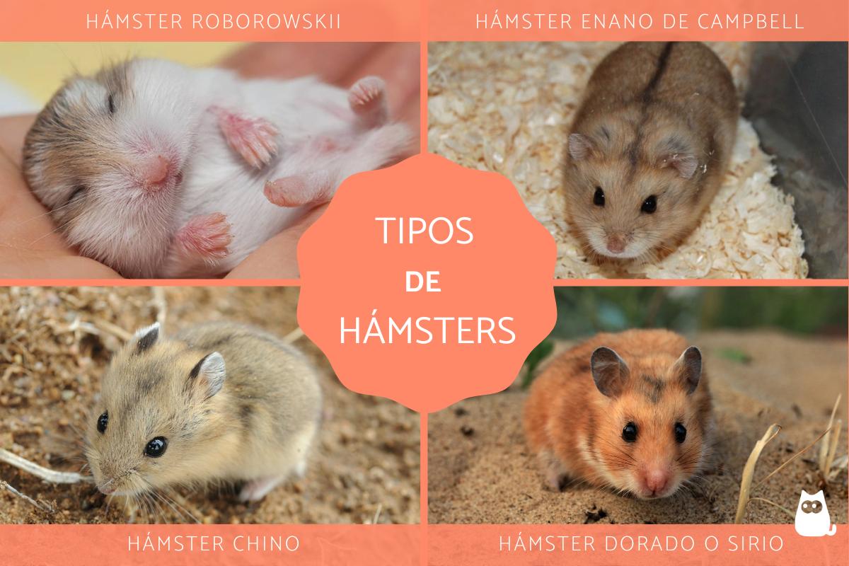 Tipos de hámster