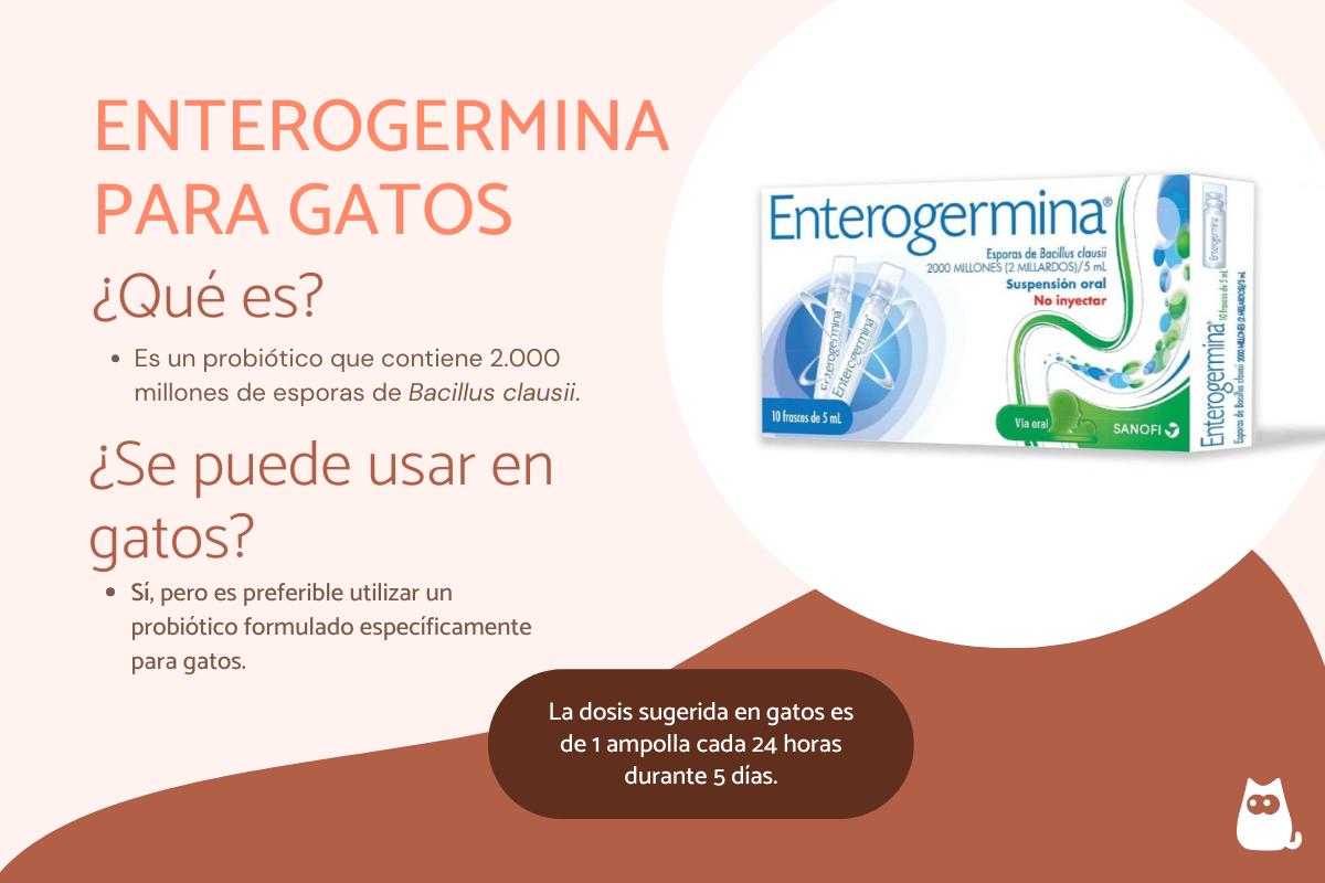 Enterogermina para gatos: dosis y cómo dar