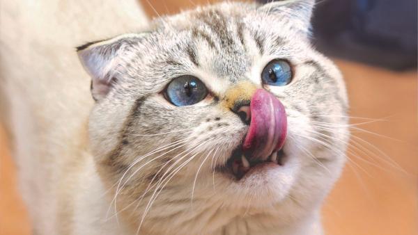 Veterinarios y etólogos alertan: tratar a los gatos como perros pequeños perjudica su salud y aumenta su estrés - Lo que necesita un gato en casa para estar bien según los expertos
