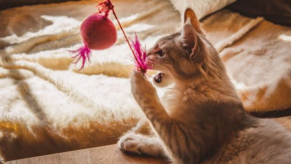 Veterinarios y etólogos alertan: tratar a los gatos como perros pequeños perjudica su salud y aumenta su estrés - Por qué muchos gatos se estresan antes incluso de entrar al veterinario