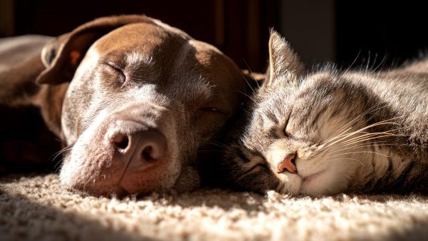 Veterinarios y etólogos alertan: tratar a los gatos como perros pequeños perjudica su salud y aumenta su estrés - Veterinarios explican por qué los gatos expresan el estrés y el dolor de forma muy distinta a los perros